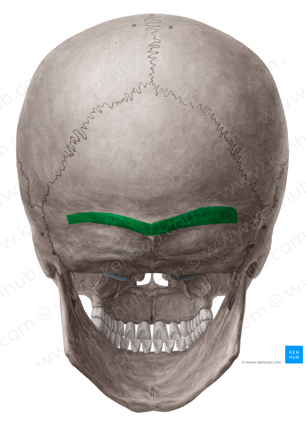 Superior nuchal line of occipital bone (#4713)