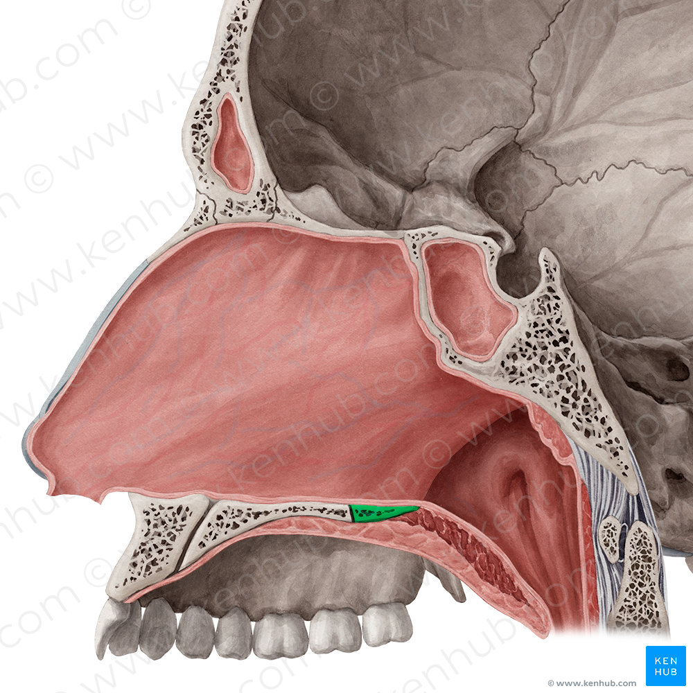 Horizontal plate of palatine bone (#4387)