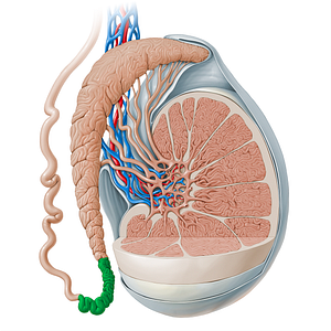 Tail of epididymis (#13528)