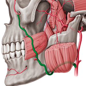 Facial artery (#1239)