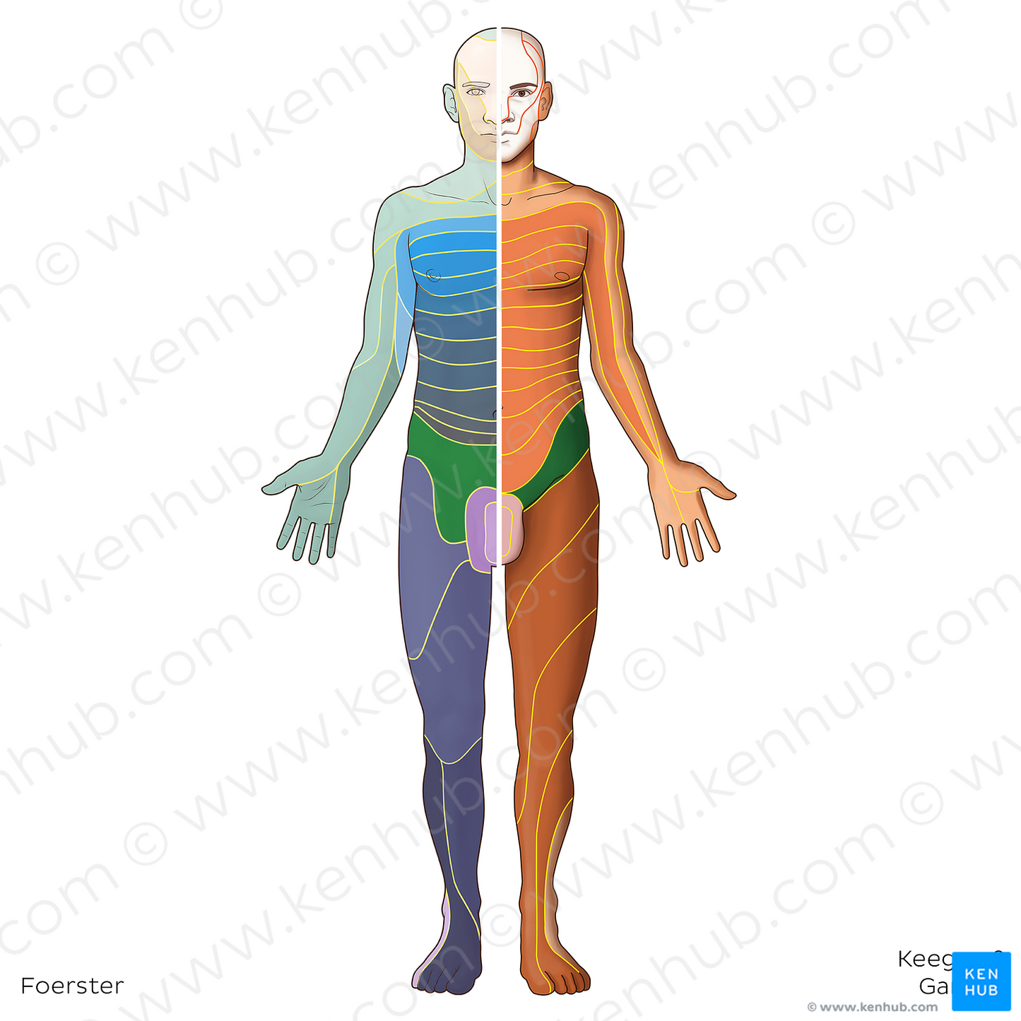 L1 dermatome (#20794)