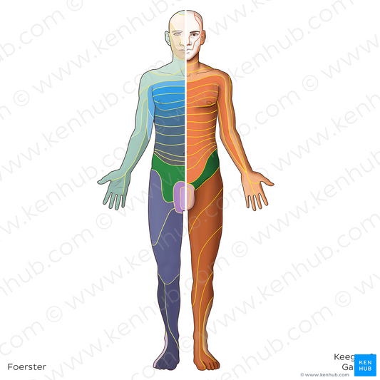 L1 dermatome (#20794)