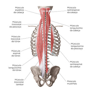 Superficial and intermediate deep back muscles (Portuguese)