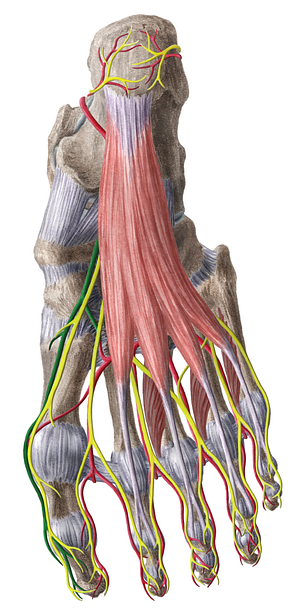 Medial plantar artery (#1635)