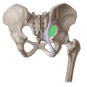 Greater sciatic foramen (#15380)