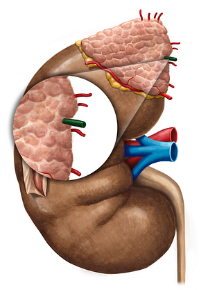 Suprarenal vein (#10620)