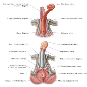 Structure of the penis (Portuguese)