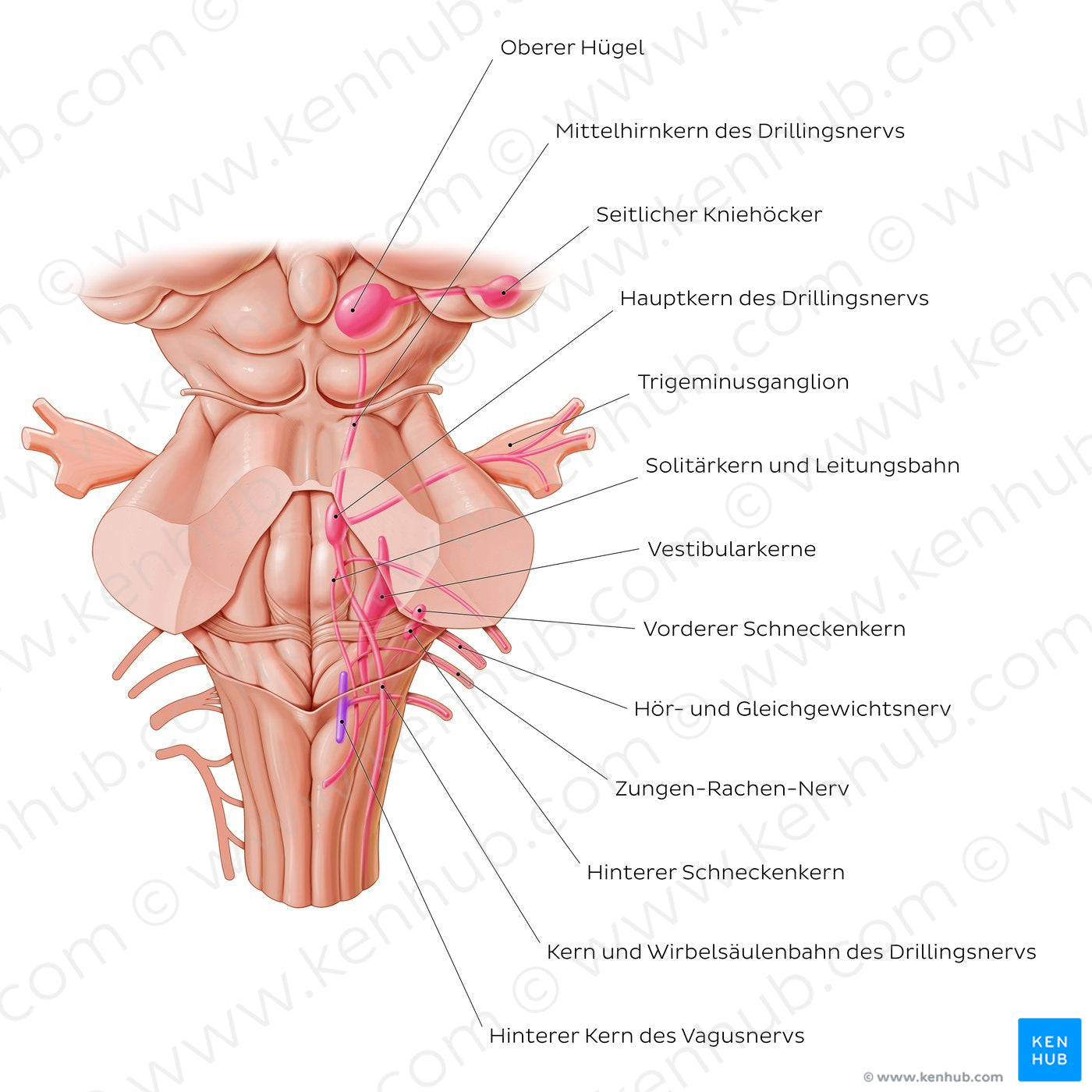 Cranial nerve nuclei - posterior view (afferent) (German)