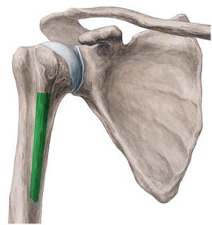 Crest of lesser tubercle of humerus (#3143)