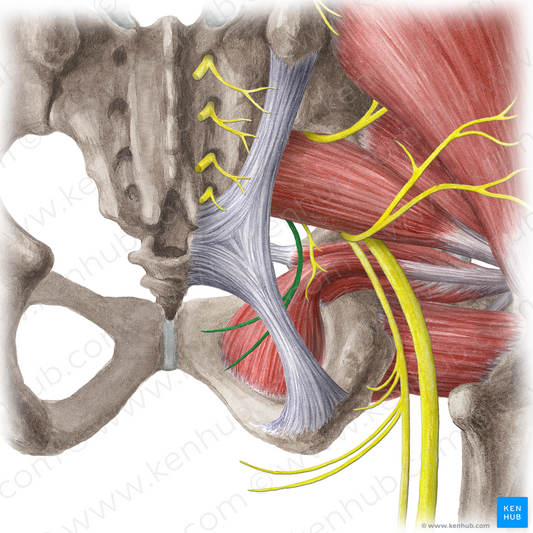 Pudendal nerve (#6700)