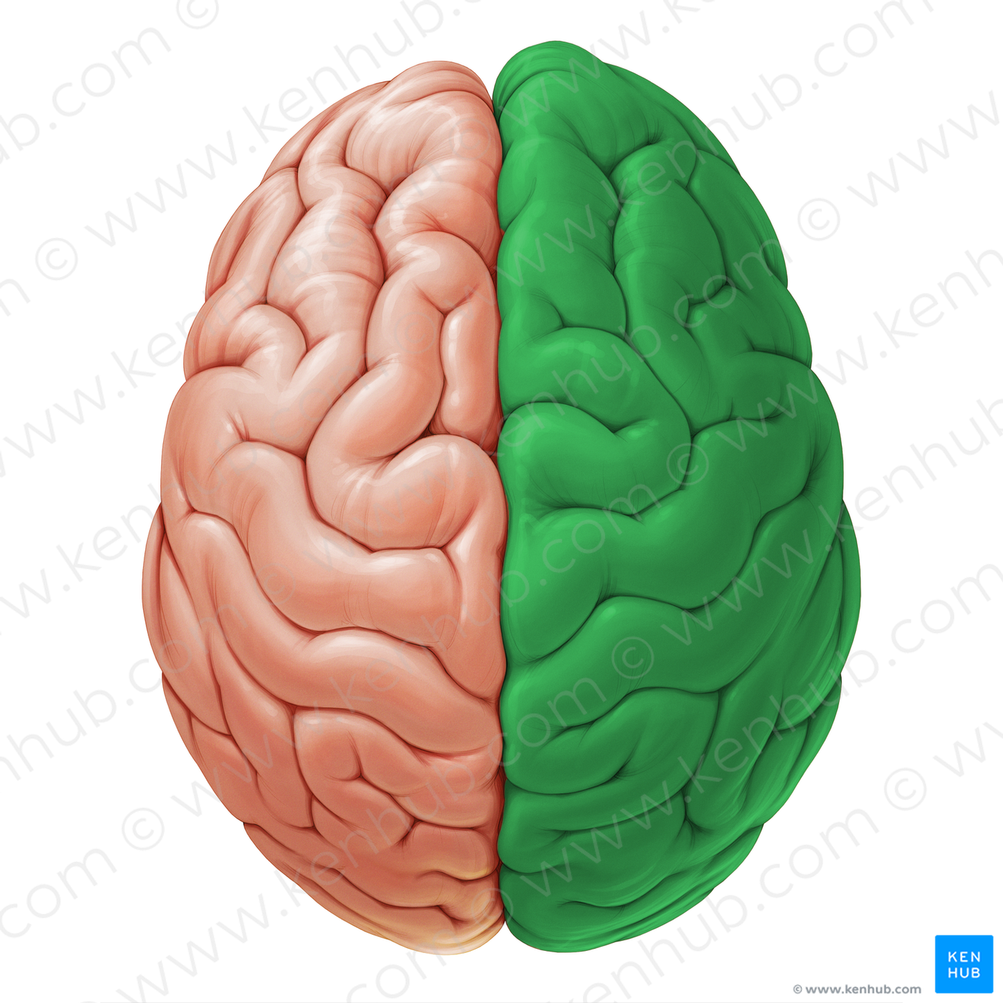 Right cerebral hemisphere (#19107)