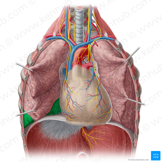 Inferior lobe of right lung (#4821)