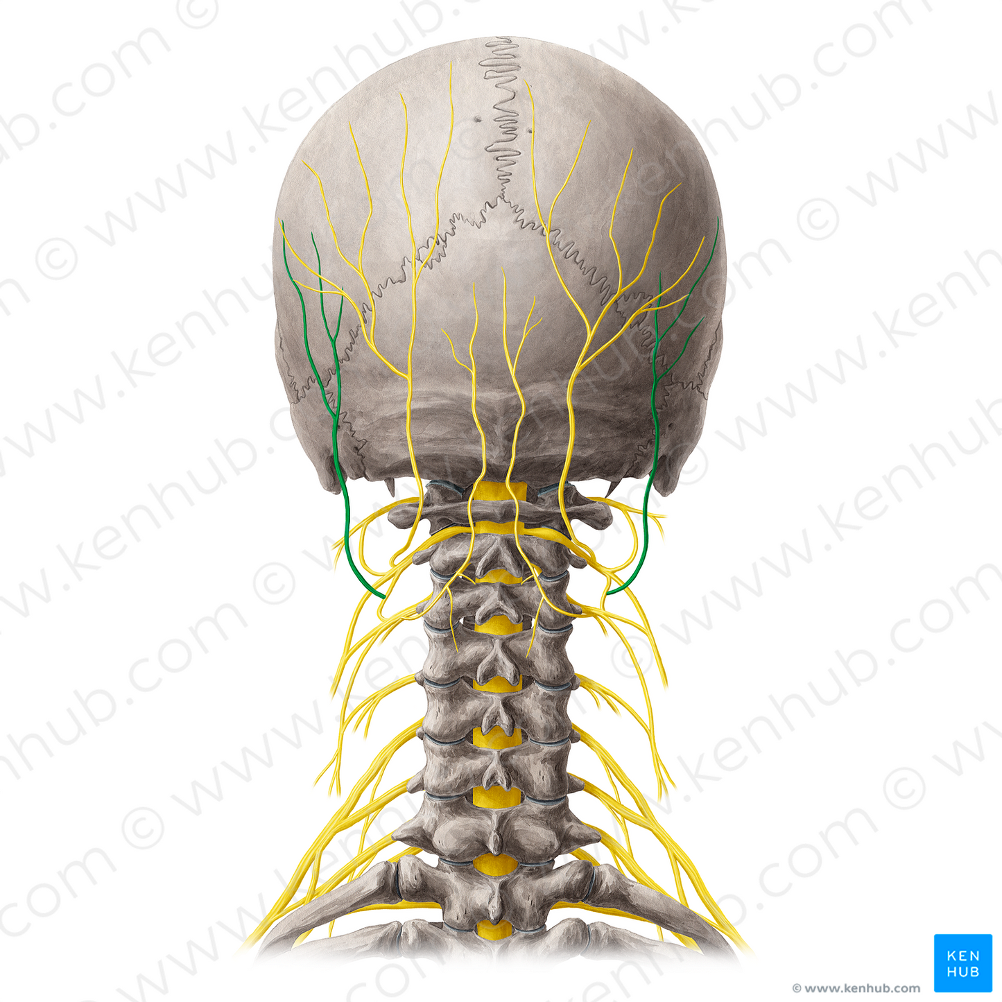 Lesser occipital nerve (#6611)