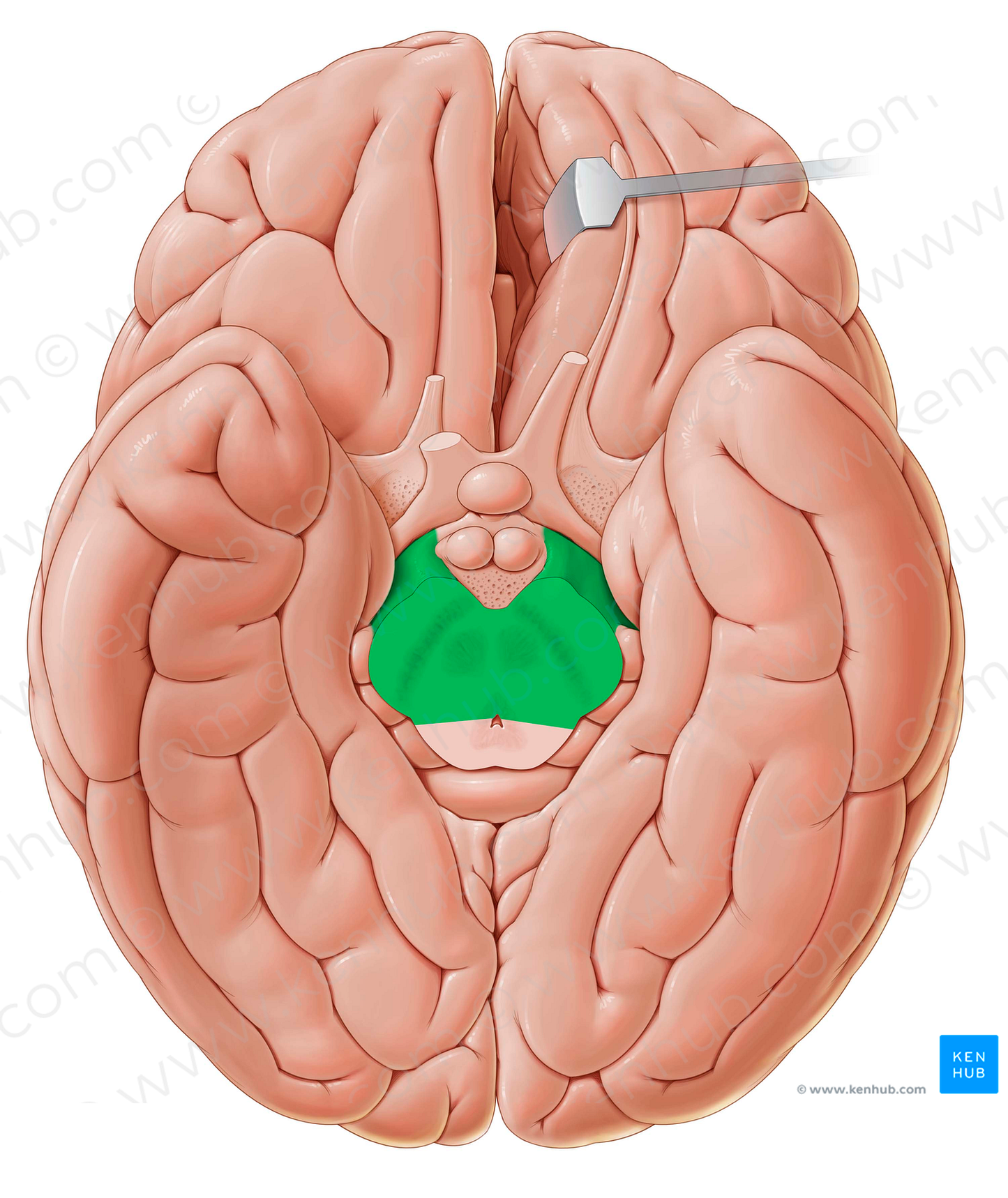 Cerebral peduncle (#7842)