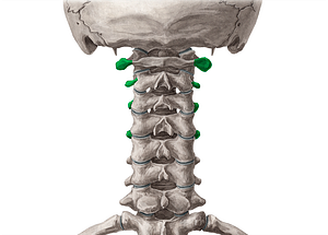 Transverse processes of vertebrae C1-C4 (#8311)