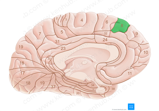 Brodmann area 8 (#18016)