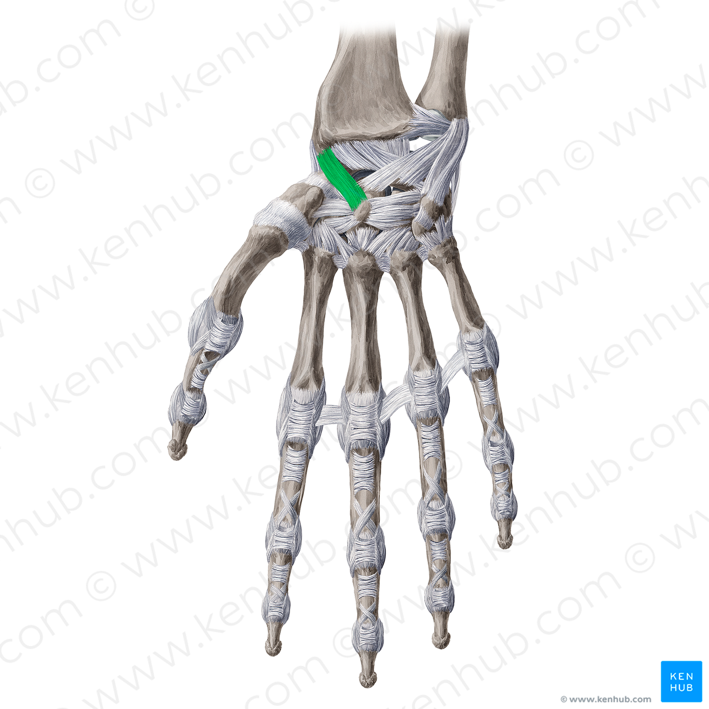 Radioscaphocapitate ligament (#20656)