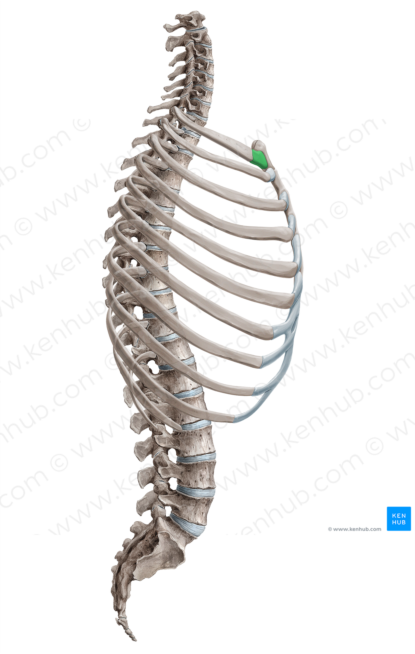 Costal cartilage of 1st rib (#18151)