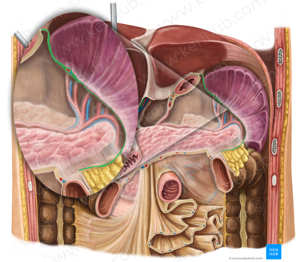 Gastrosplenic ligament (#4538)