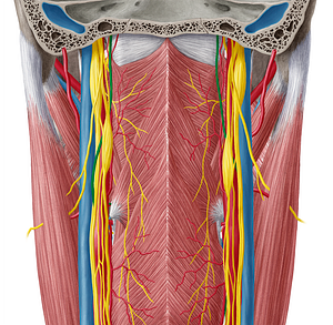 Hypoglossal nerve (#6459)