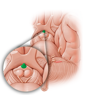 Infundibulum of pituitary gland (#13353)