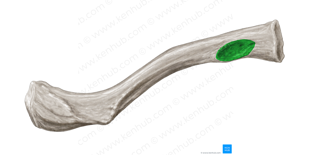 Impression for costoclavicular ligament (#4276)