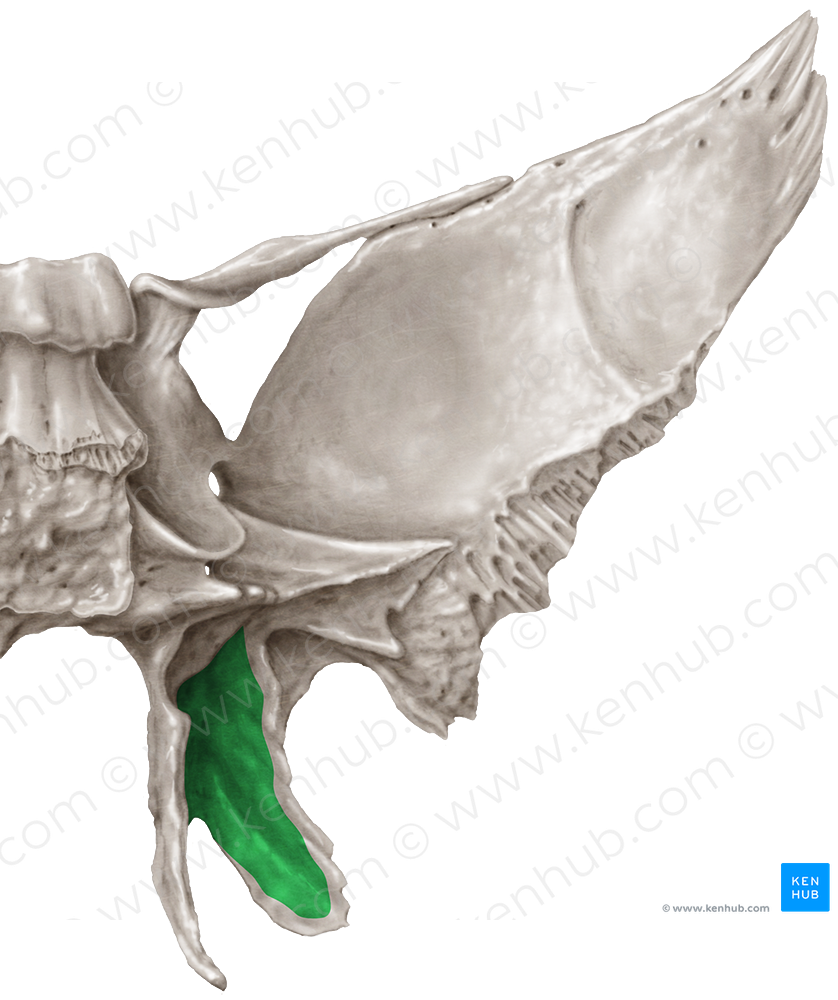 Pterygoid fossa of sphenoid bone (#3875)