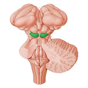 Inferior colliculus (#2654)