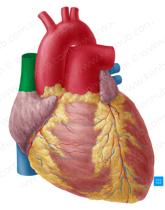 Superior vena cava (#10086)