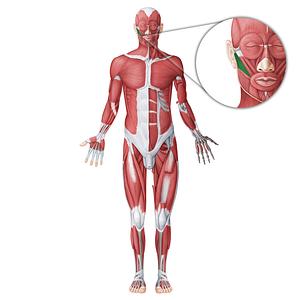 Buccinator muscle (#18648)