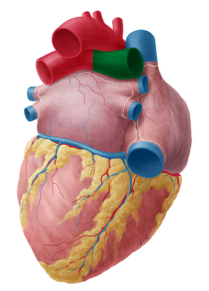 Right pulmonary artery (#1680)