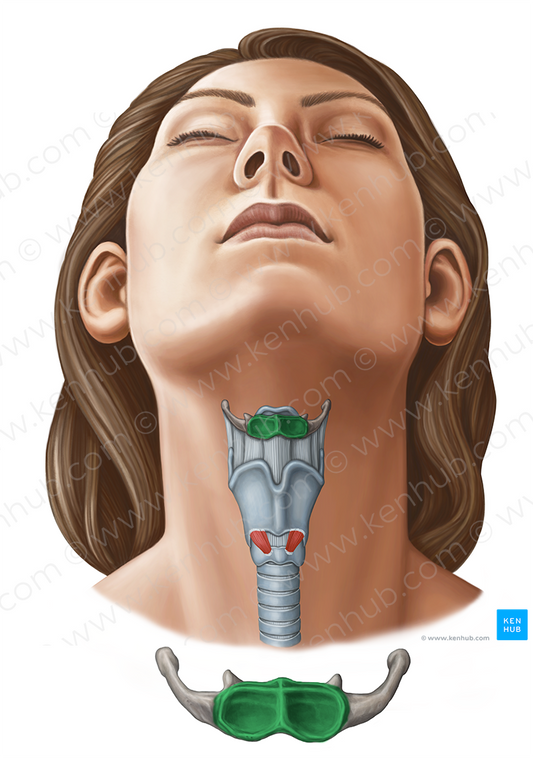 Body of hyoid bone (#11633)
