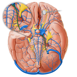 Inferior petrosal sinus (#18230)