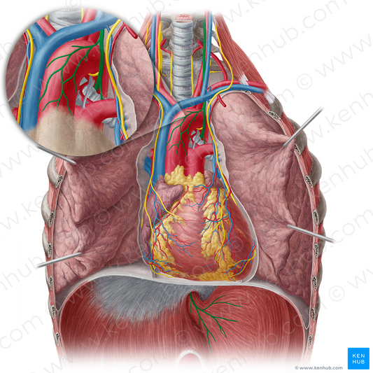 Left vagus nerve (#6891)