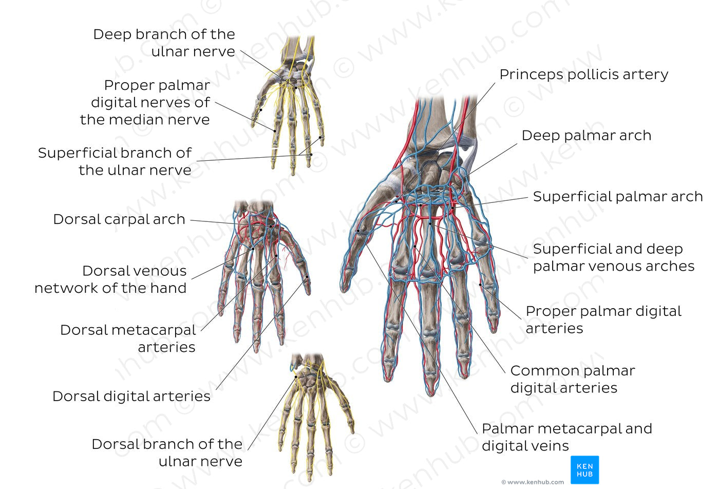 Neurovasculature of the hand (English)