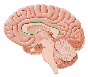 Sulcus of corpus callosum (#9254)