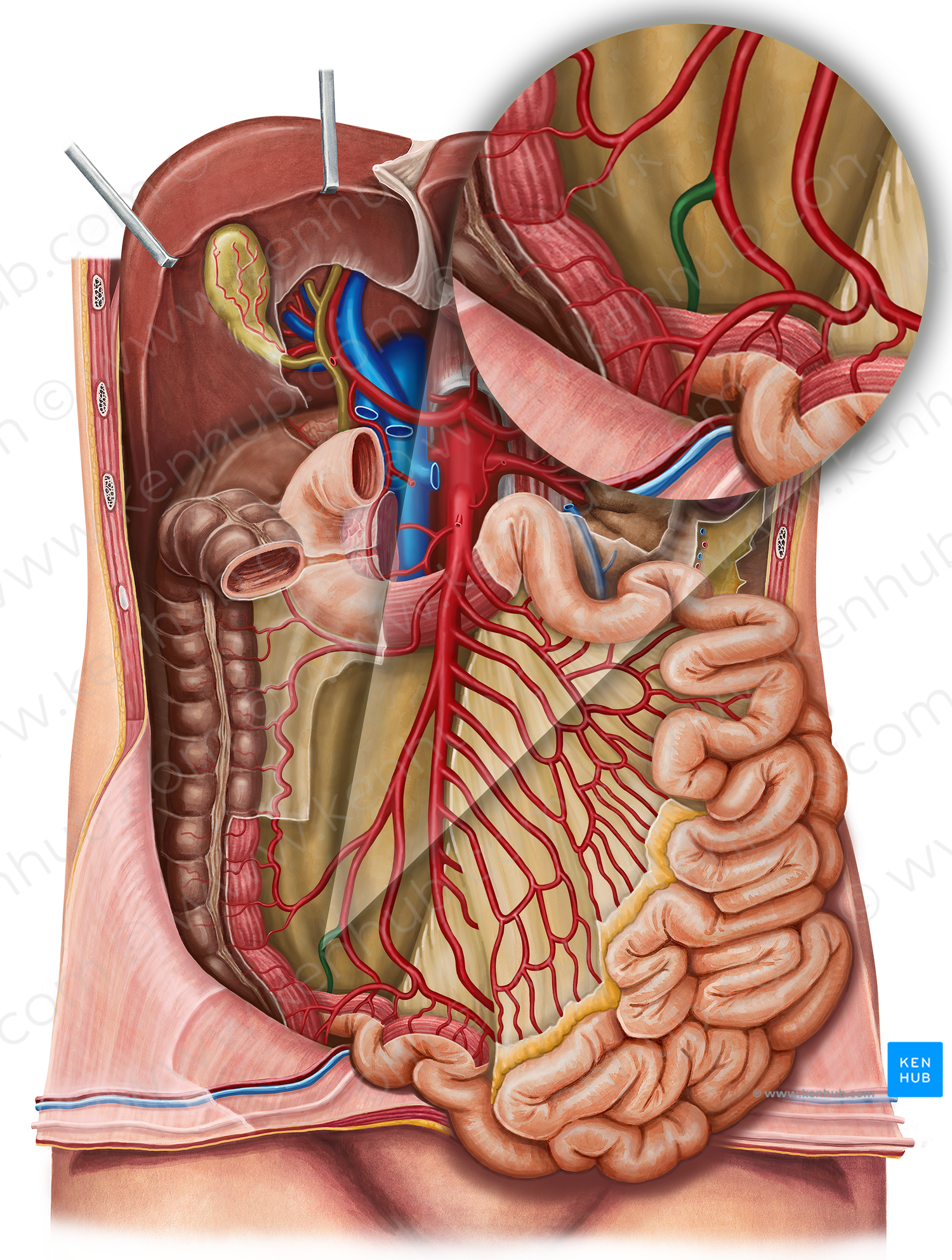 Posterior cecal artery (#920)
