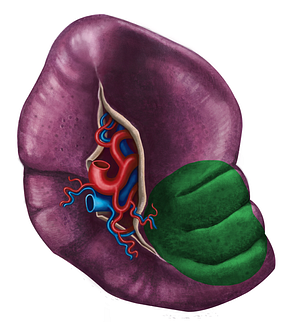 Colic impression of spleen (#3488)