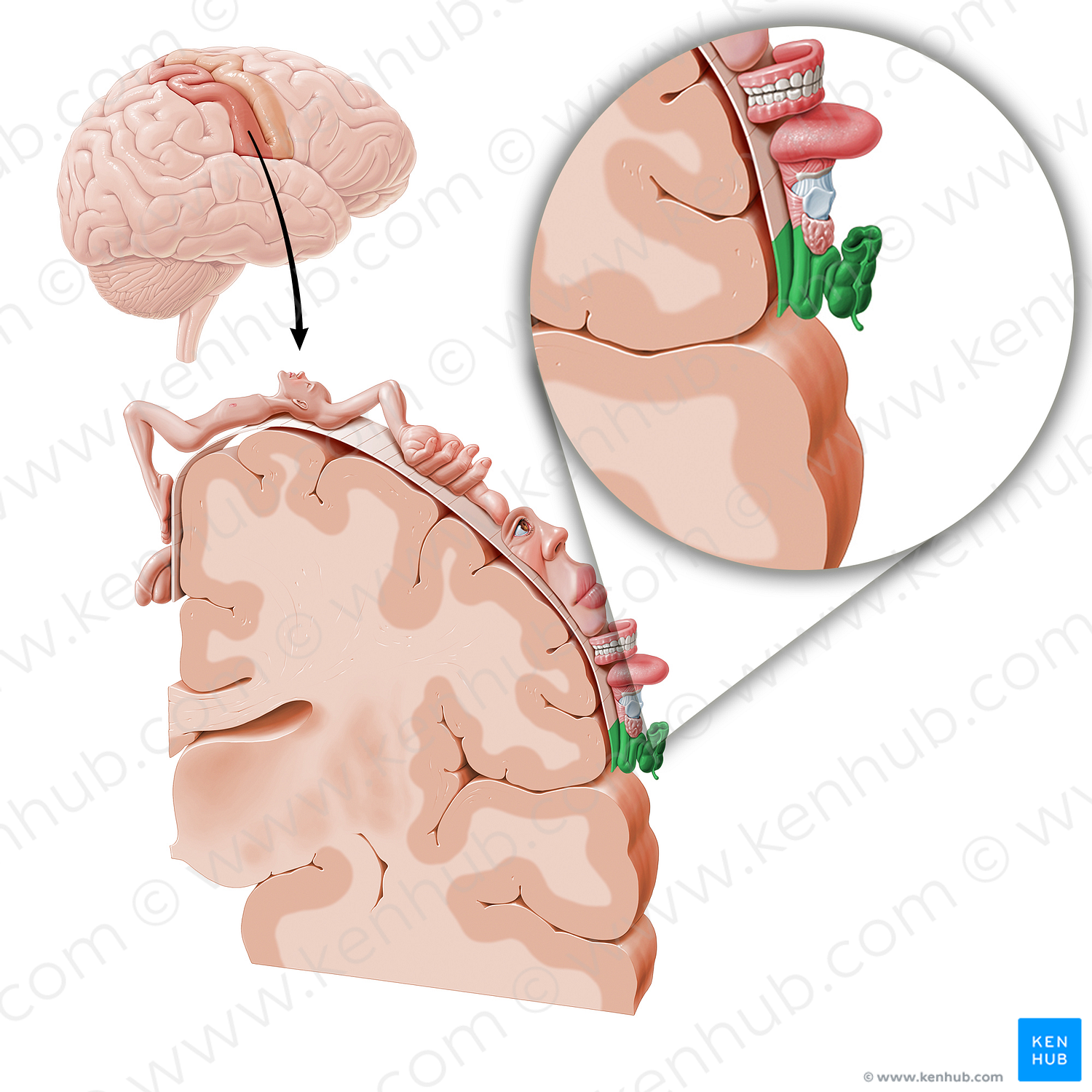 Sensory cortex of intestines (#11059)