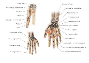 Main bones of the upper extremity (Portuguese)