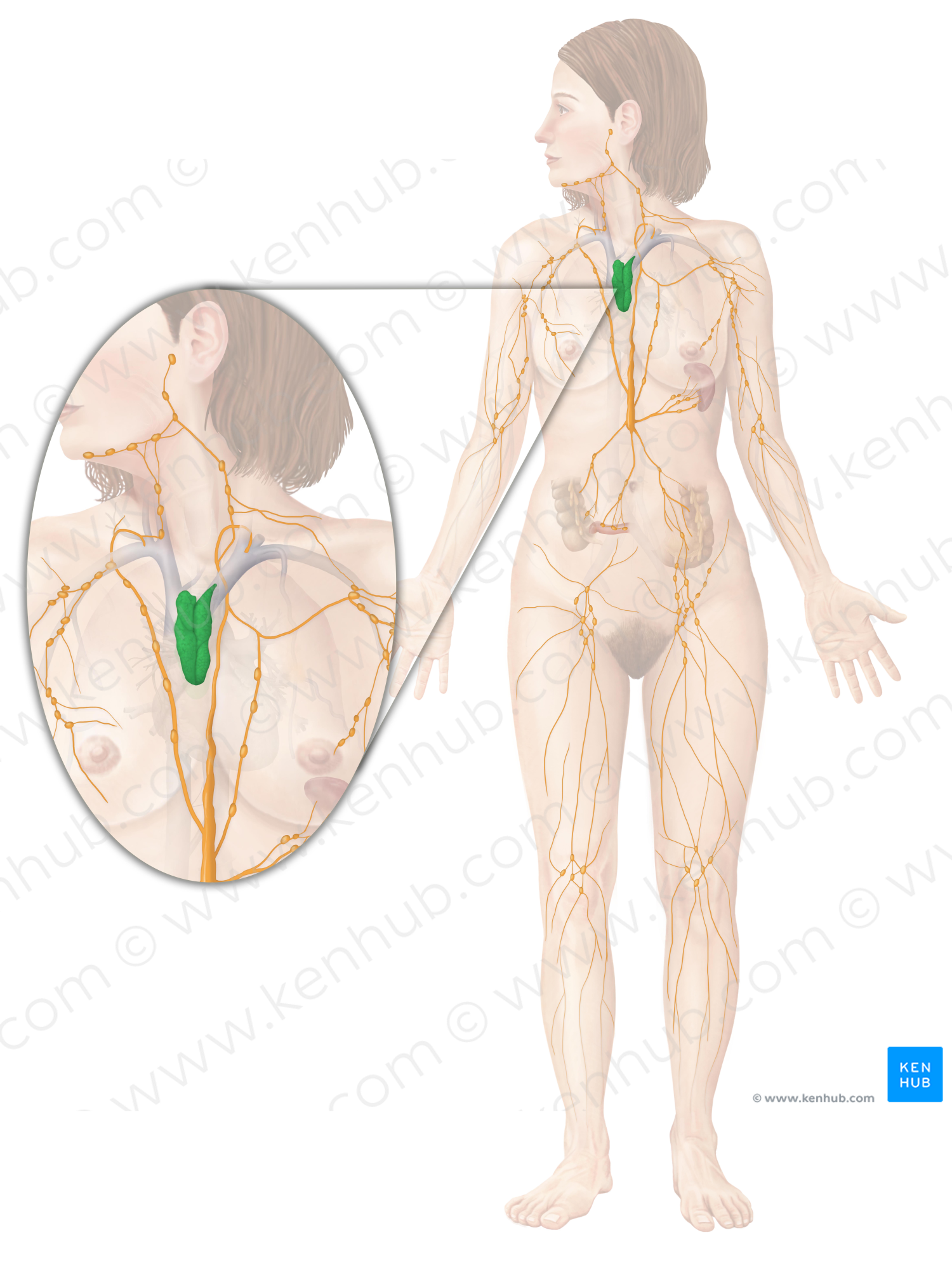 Thymus (#9453)