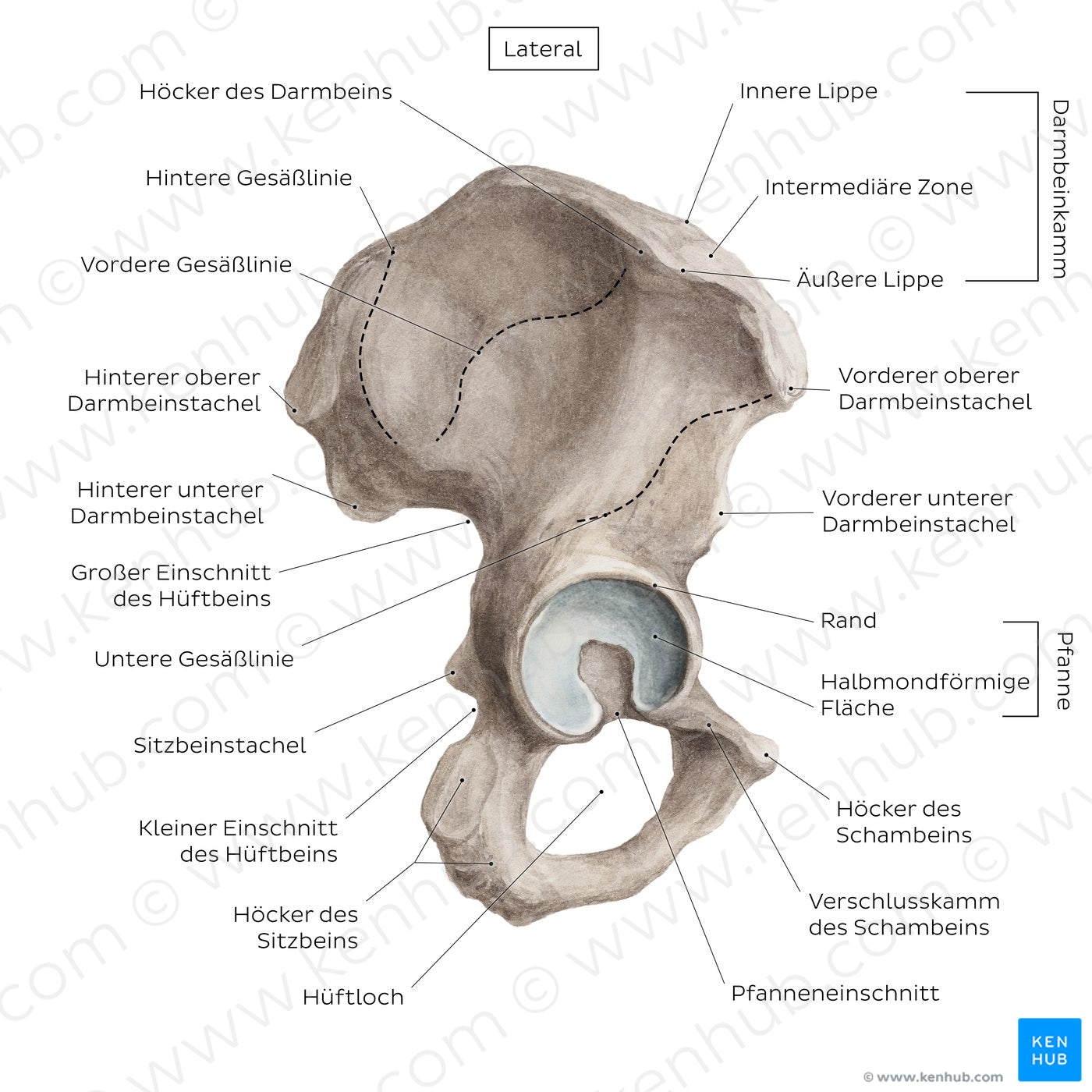 Hip bone (lateral view) (German)