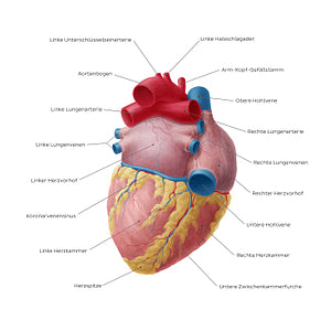 Posteroinferior view of the heart (German)