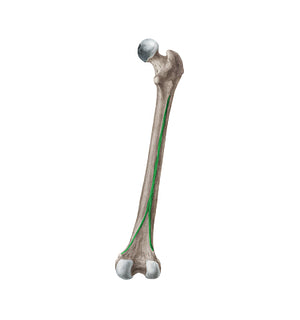 Linea aspera of femur (#4701)