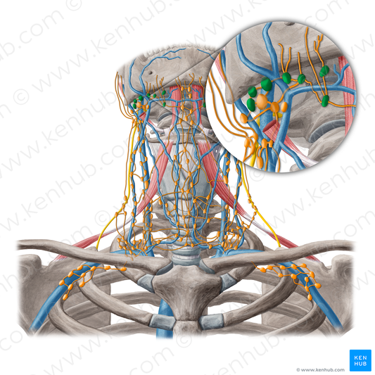 Submandibular lymph nodes (#6942)