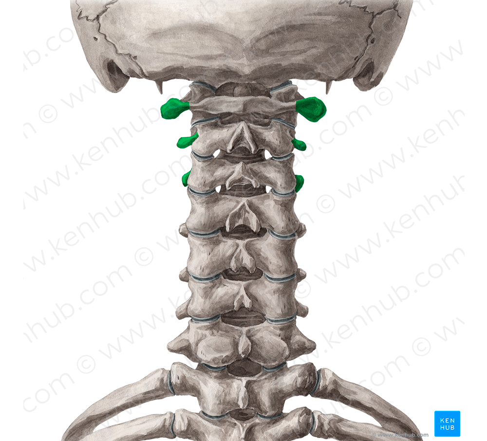 Transverse processes of vertebrae C1-C3 (#8309)