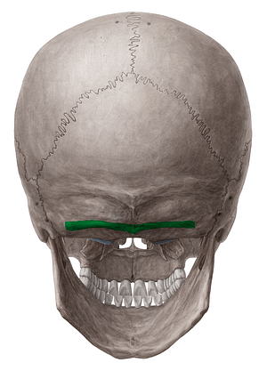 Inferior nuchal line of occipital bone (#4711)