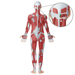 Rectus capitis posterior minor muscle (#18732)