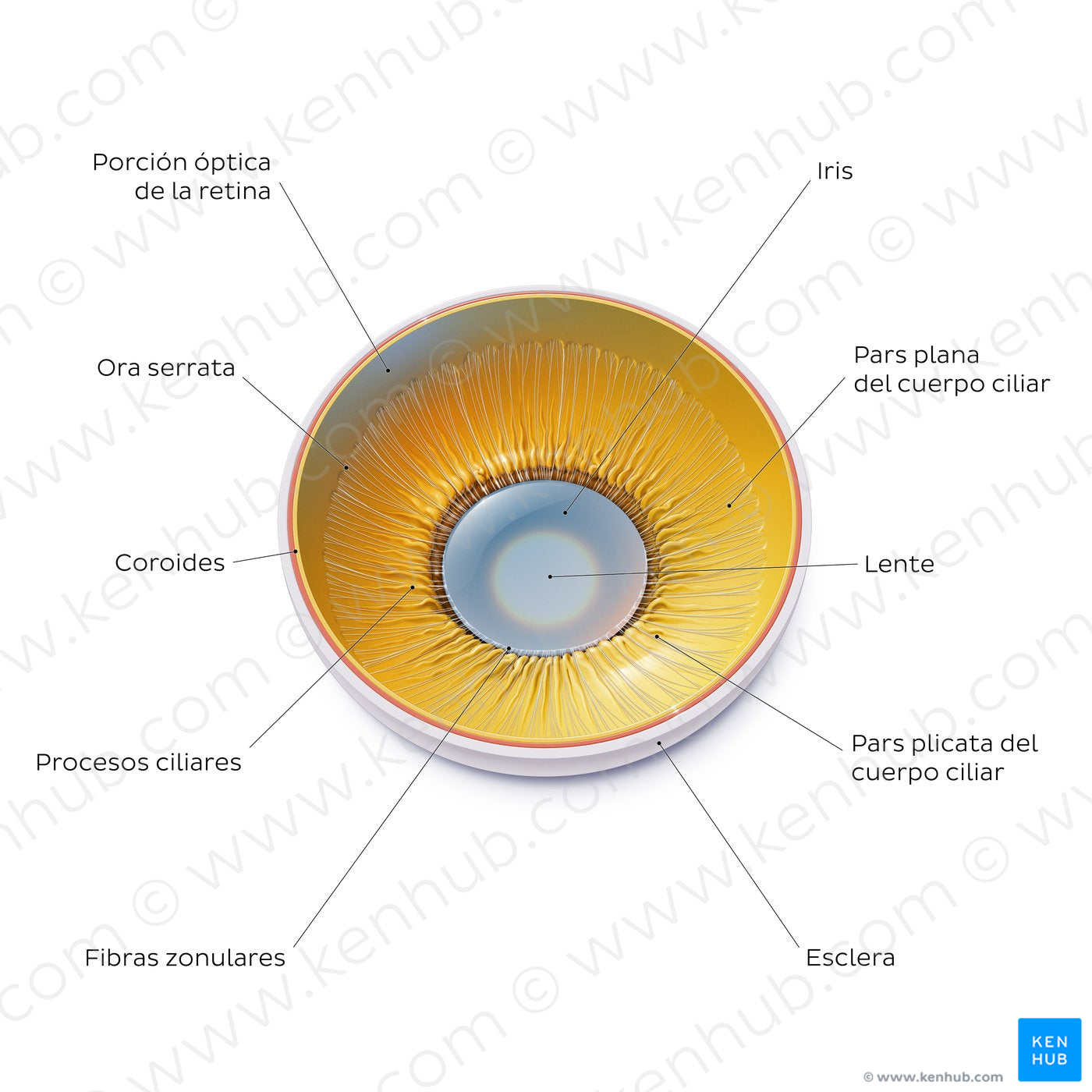 Lens and corpus ciliare: Posterior view (Spanish)