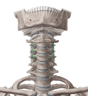 Anterior tubercles of transverse processes of vertebrae C3-C5 (#9690)